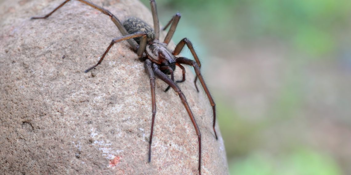 Große Winkelspinne
