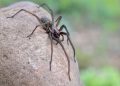 Große Winkelspinne