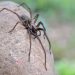 Große Winkelspinne