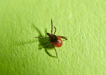 Zecke auf Blatt