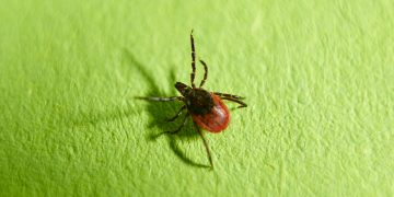Zecke auf Blatt